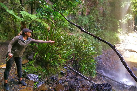 Rainforest & Waterfalls Extravaganza - Accommodation Brunswick Heads 4