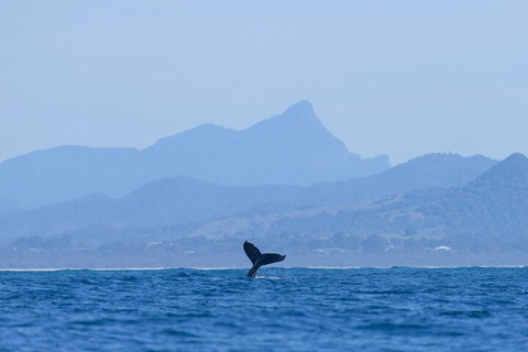 The Byron Bay Sea Kayak Tour - Accommodation Brunswick Heads 0