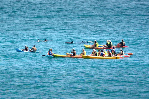 The Byron Bay Sea Kayak Tour - Accommodation Brunswick Heads 1