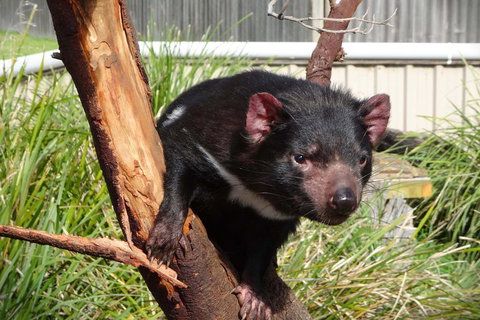 Tasmania 4 Day East Coast + Launceston - Accommodation Brunswick Heads 2