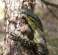 Byron Bay Combo Hinterland Tour Including Minyon Falls and Kayaking with Dolphins - Accommodation Brunswick Heads