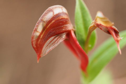 Wave Rock, Wild Flowers And Astro Photography - Accommodation Brunswick Heads 2