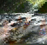 Daintree Rainforest Cape Tribulation Mossman Gorge Small-Group Day Tour - Accommodation Brunswick Heads