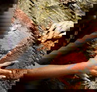 Ngana Julaymba Dungay - Full Day - Accommodation Brunswick Heads