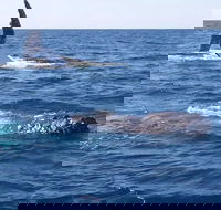 Noosa Whale Watching - Accommodation Brunswick Heads