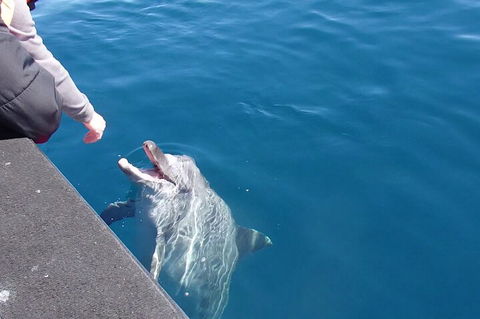 Noosa Wild Dolphin Safari - Accommodation Brunswick Heads 0