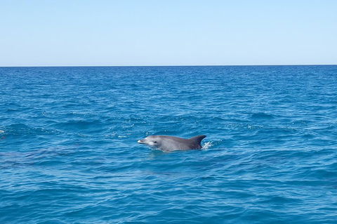 Noosa Wild Dolphin Safari - Accommodation Brunswick Heads 1