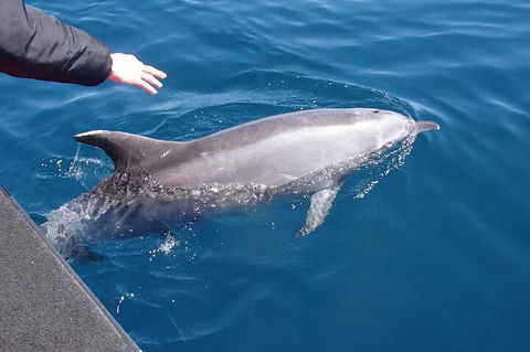 Noosa Wild Dolphin Safari - Accommodation Brunswick Heads 2