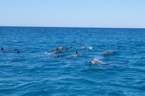 Noosa Wild Dolphin Safari - Accommodation Brunswick Heads 3