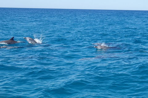 Noosa Wild Dolphin Safari - Accommodation Brunswick Heads 4