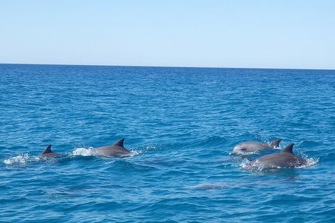 Noosa Wild Dolphin Safari - Accommodation Brunswick Heads 5