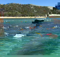 All Inclusive Dolphin and Tangalooma Wrecks Cruise - Accommodation Brunswick Heads