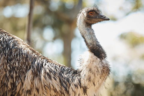 Sydney Taronga Zoo General Entry Ticket - Accommodation Brunswick Heads 4