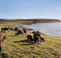 Kangaroo Island Personal Group Tours - Accommodation Brunswick Heads