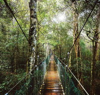 O'Reilly's  Lamington National Park from Gold Coast - Accommodation Brunswick Heads