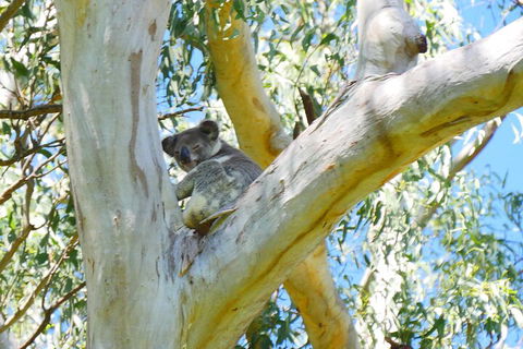 Best Of Moreton Bay Cruise - Accommodation Brunswick Heads 2