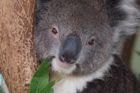 All Inclusive Blue Mountains Small-Group Day Trip From Sydney - Accommodation Brunswick Heads 1