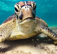 Sail Snorkel SUP  Kayak Charter Whitsundays - Accommodation Brunswick Heads