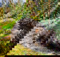 Cradle Mountain National Park Day Tour from Launceston - Accommodation Brunswick Heads