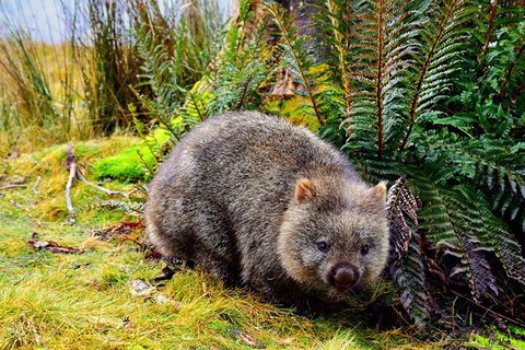 Cradle Mountain National Park Day Tour From Launceston - Accommodation Brunswick Heads 0