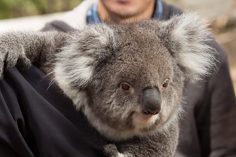 Bonorong Wildlife Park And Richmond Afternoon Tour From Hobart - Accommodation Brunswick Heads 2