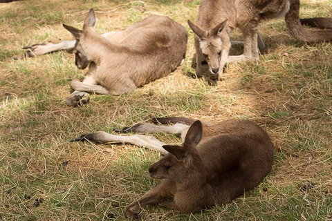 Bonorong Wildlife Park And Richmond Afternoon Tour From Hobart - Accommodation Brunswick Heads 3
