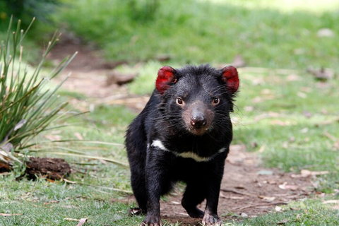 Bonorong Wildlife Park And Richmond Afternoon Tour From Hobart - Accommodation Brunswick Heads 4