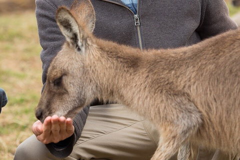 Bonorong Wildlife Park And Richmond Afternoon Tour From Hobart - Accommodation Brunswick Heads 5