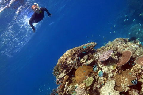 Silverswift Outer Great Barrier Reef Dive And Snorkel Cruise From Cairns - Accommodation Brunswick Heads 3