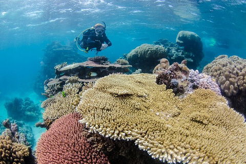 Silverswift Outer Great Barrier Reef Dive And Snorkel Cruise From Cairns - Accommodation Brunswick Heads 5