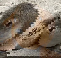 Kangaroo Island Scenic Trail Tour - Accommodation Brunswick Heads