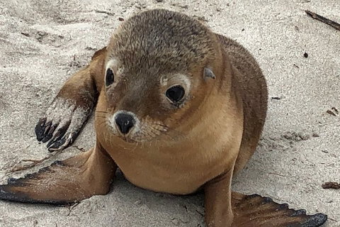 Kangaroo Island Scenic Trail Tour - Accommodation Brunswick Heads 0