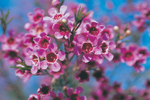 Best Of Perth Wildflower Season Day Trip - Accommodation Brunswick Heads 1