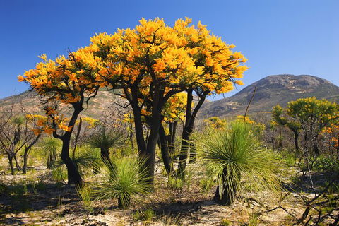 Best Of Perth Wildflower Season Day Trip - Accommodation Brunswick Heads 3
