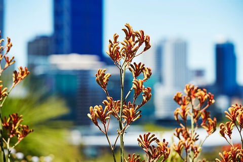 Best Of Perth Wildflower Season Day Trip - Accommodation Brunswick Heads 4