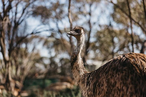 Wave Rock, York, Wildflowers, And Aboriginal Cultural Day Tour From Perth - Accommodation Brunswick Heads 4