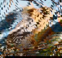 2-Hour Koala Walking Tour in Kangaroo Island - Accommodation Brunswick Heads