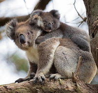 Great Ocean Road Sunset Tour from Melbourne - Accommodation Brunswick Heads