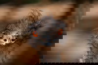 Currumbin Wildlife Sanctuary General Entry Ticket, Surfers Paradise