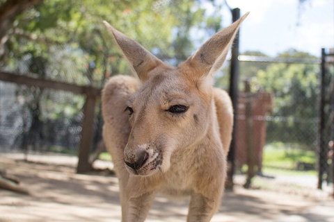 Currumbin Wildlife Sanctuary General Entry Ticket - Accommodation Brunswick Heads 2