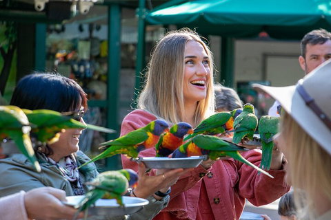 Currumbin Wildlife Sanctuary General Entry Ticket - Accommodation Brunswick Heads 3