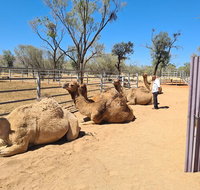 West MacDonnell Ranges Half-Day Small-Group Tour with Camel Ride - Accommodation Brunswick Heads
