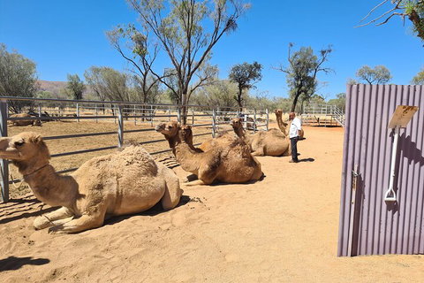 West MacDonnell Ranges Half-Day Small-Group Tour With Camel Ride - Accommodation Brunswick Heads 0