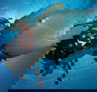 Great Barrier Reef Snorkeling and Diving Cruise from Cairns - Accommodation Brunswick Heads