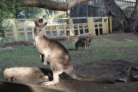 Mt. Wellington, Bonorong And Richmond Day Tour From Hobart - Accommodation Brunswick Heads 2