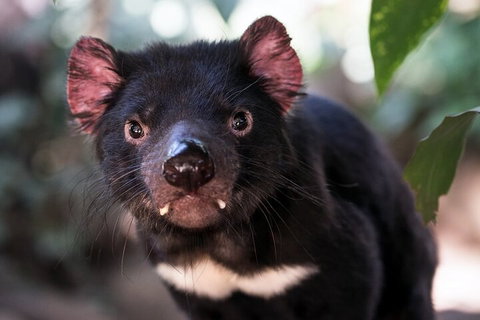 Mt. Wellington, Bonorong And Richmond Day Tour From Hobart - Accommodation Brunswick Heads 3