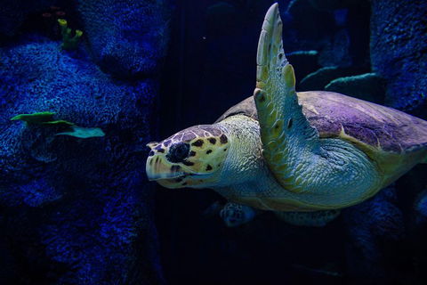 Sydney Attractions Pass: SEA LIFE Aquarium, Sydney Tower Eye, WILD LIFE Zoo And Madame Tussauds - Accommodation Brunswick Heads 1