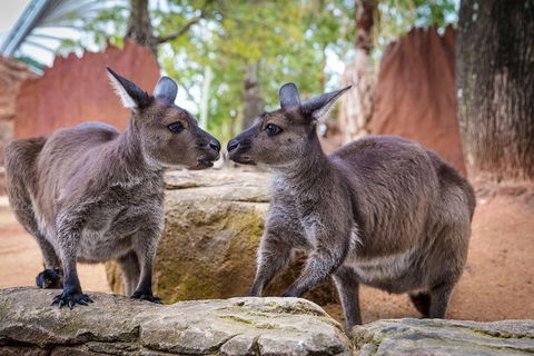 Sydney Attractions Pass: SEA LIFE Aquarium, Sydney Tower Eye, WILD LIFE Zoo And Madame Tussauds - Accommodation Brunswick Heads 5