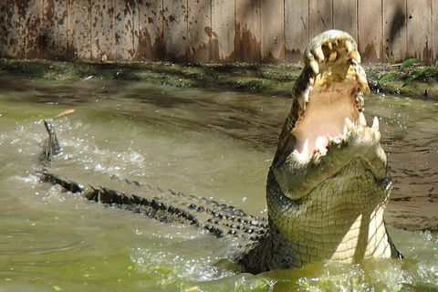 Hartley's Crocodile Adventures Day Trip From Palm Cove - Accommodation Brunswick Heads 3