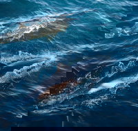 Sydney Whale-Watching Cruise